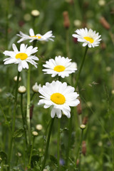 marguerite commune,leucanthemum vulgare © loflo
