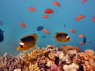 Red Sea