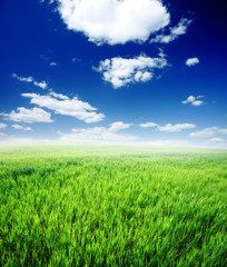 Obraz na płótnie Canvas Field of green grass and cloudy sky, XXXLarge