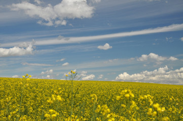 Canola Field