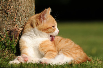 Putzende Katze