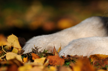 Hundepfoten im Herbst