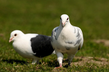 Tauben