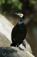 Kormoran - Cormorant