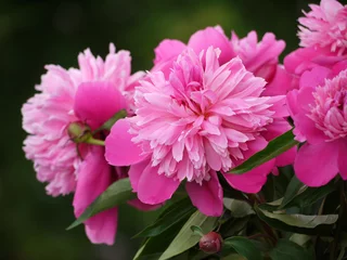 Fototapete Pfingstrosen pfingstrosen  © Dagmar Richardt