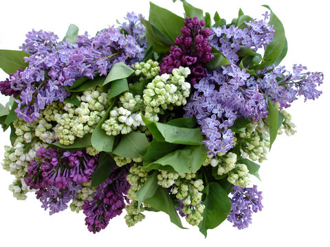 lilas et printemps
