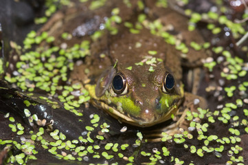 Bullfrog on a pond