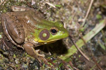 Bullfrog on a pond