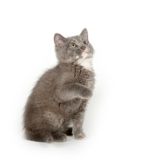 Obraz premium szary kotek na białym tle