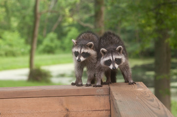 Two raccoons