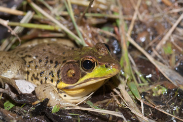 Bullfrog on a pond