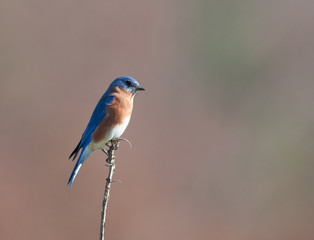Eastern bluebird sitting on post