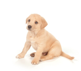 Puppy on white background