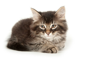 Kitten on white background