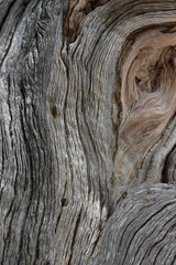 Holz - Baum - Namibia