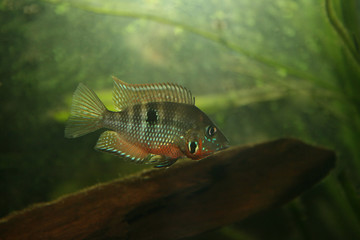 Thorichthys meeki