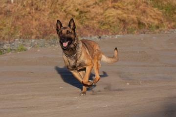 Speedy Malinois