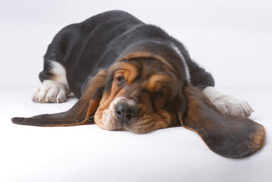 Portrait ofsnoozing  basset-haund puppy