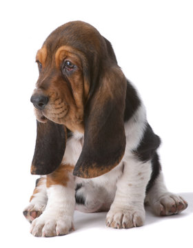 Portrait of basset-haund puppy