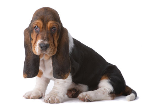 Portrait of basset-haund puppy