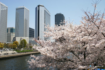 桜とビル