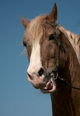 Portrait of a favourite horse