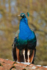 Fototapeta premium Blue peacock sitting on a roof