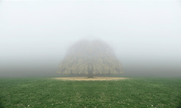 Tree in meadow