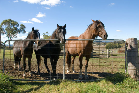 Horses At The Gate