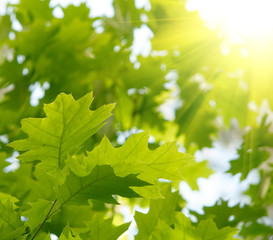 Fototapeta na wymiar Green maple leaves.