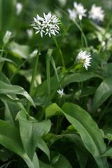 ail des ours, allium ursinum, ail, ours, allium, ursinum