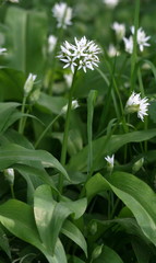 ail des ours,Allium ursinum, ail ,ours,Allium ,ursinum