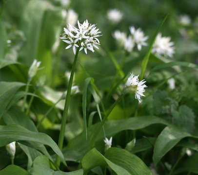 ail des ours, allium ursinum, ail, ours, allium, ursinum