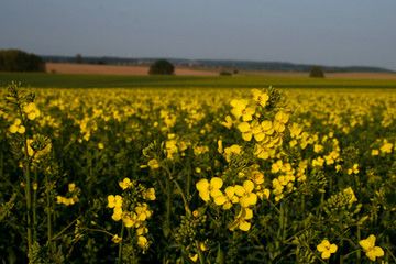 Obraz premium Rapsfeld