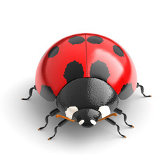 Fototapeta premium ladybird isolated on white background