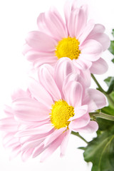 pink daisy flowers