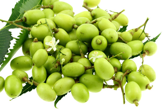 fruits de neem, plante m&eacute;dicinale indienne, fond blanc