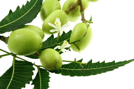 azadirachta indica, lilas des Indes, neem sur fond blanc