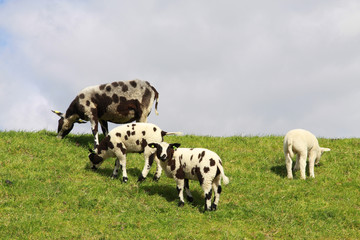 Obraz premium Schafe auf dem Deich