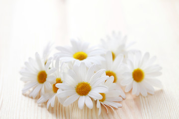 Obraz premium camomille flowers