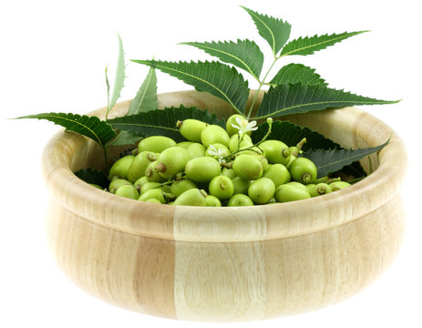 bol de neem, plante m&eacute;dicinale, fruits et feuilles, fond blanc
