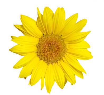 sunflower  on white