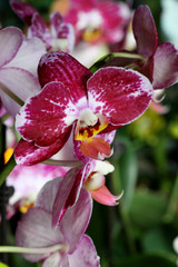 orchidées tropicales