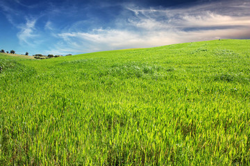 Green Grass and blue sky