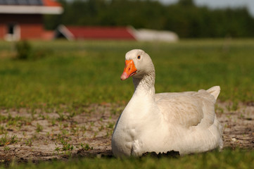 Liegende Gans