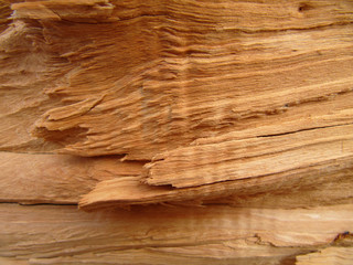 Holzstruktur-makro