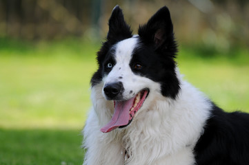 Kopf vom Border Collie
