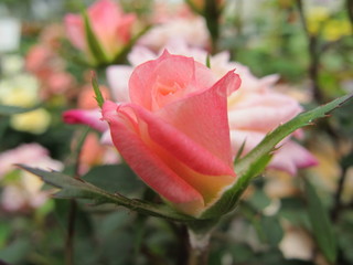 zarte rose