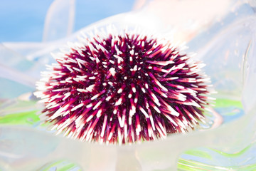 close-up of urchin