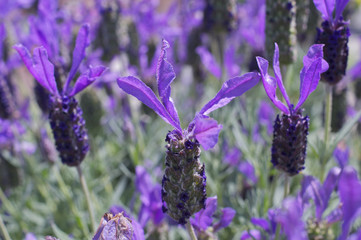 フレンチラベンダーの花
